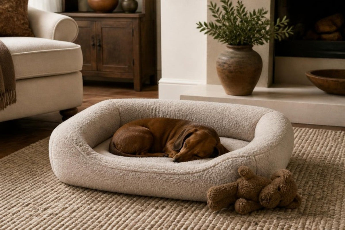 A small brown dachshund curled asleep in an oatmeal bouclé bolster dog bed on a wool rug beside a linen armchair, with a plush toy at the bed's edge.