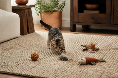 Cat Toys