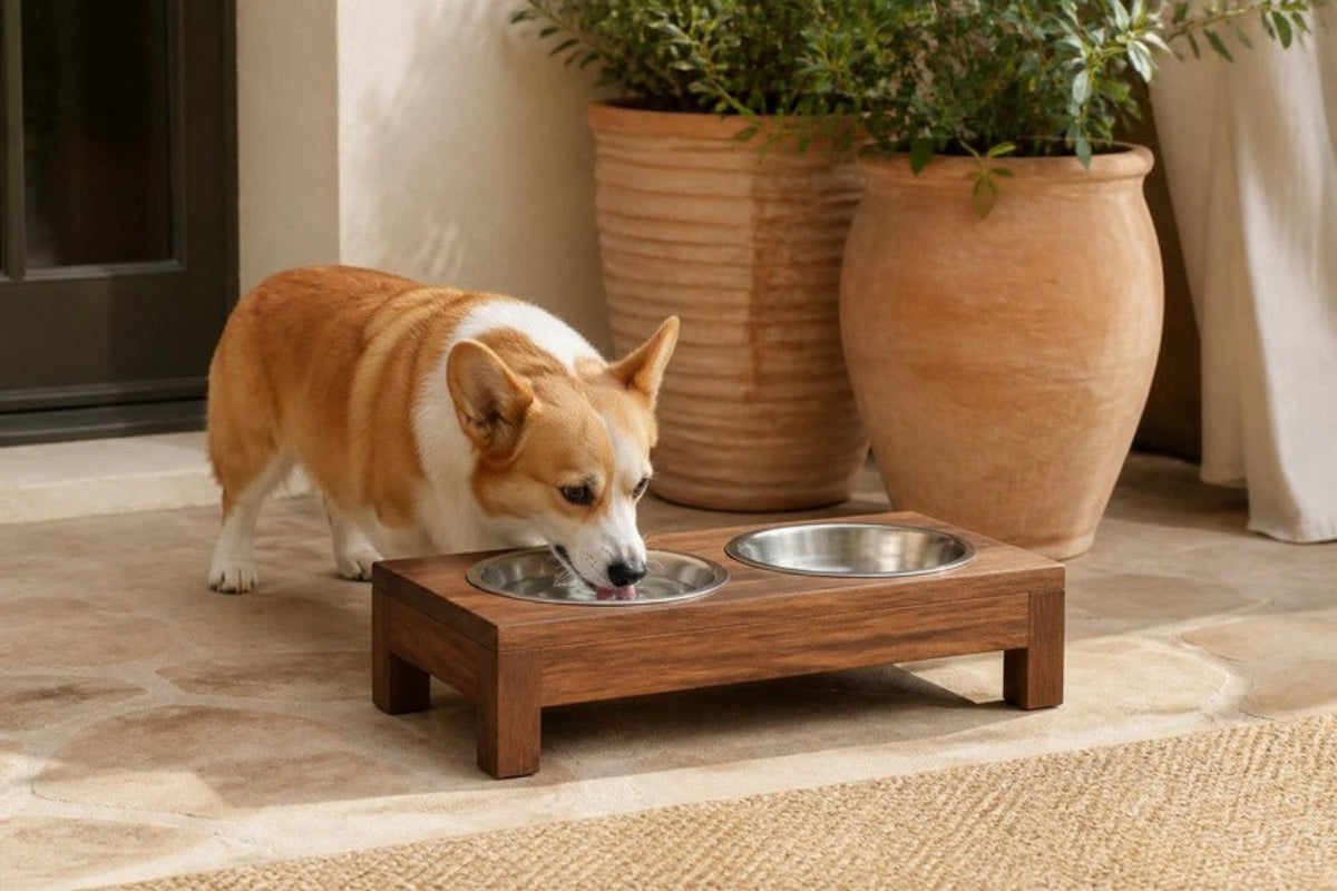 A corgi drinks from a raised double stainless-steel bowl set in a wooden stand on a patio, with terracotta planters behind.