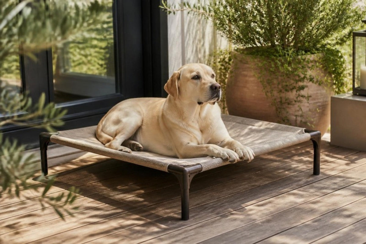 A yellow labrador lies on an elevated mesh dog bed on a wooden deck in dappled shade, with a large planter of greenery behind.