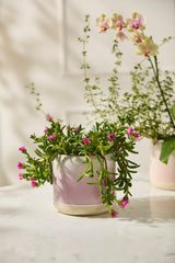 Skyway Ceramic Pots By Accent Decor