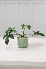 Everleaf Pots By Accent Decor
