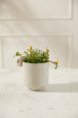Sneaky Bunny Speckled Glossy Pots By Accent Decor
