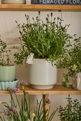 Sneaky Bunny Speckled Glossy Pots By Accent Decor