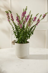Sneaky Bunny Speckled Glossy Pots By Accent Decor