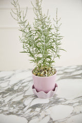 Springvale with Saucer Ceramic Pots By Accent Decor
