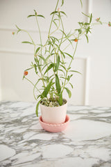 Springvale with Saucer Ceramic Pots By Accent Decor