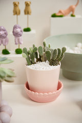 Springvale with Saucer Ceramic Pots By Accent Decor