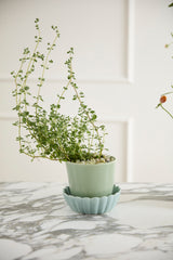 Springvale with Saucer Ceramic Pots By Accent Decor