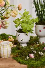Buzzy Compotes By Accent Decor