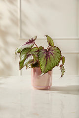 Passion Glossy Footed Pots By Accent Decor