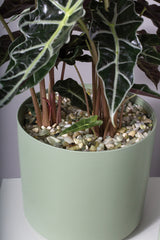 Waxed Marble Stones for Vases & Planters By Accent Decor - Green - Image 9