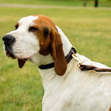 Circle T Latigo Leather Twist Dog Leash with Brass Hardware, 6'