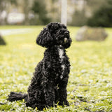Micro-Plus Prong Dog Training Collar, 10"