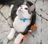 Li'l Pals Elasticized Safety Kitten Collar with Jeweled Bow