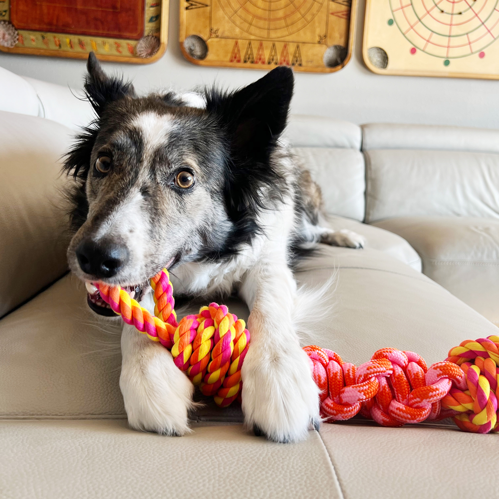 KONG Rope Bunji Dog Toy, Medium