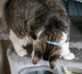 Li'l Pals Elasticized Safety Kitten Collar with Jeweled Bow