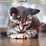 Laser Chase Rechargeable Laser Pointer Pet Toy
