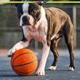Naturflex Natural Rubber Latex Sports Ball Dog Toy