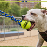 Fling Thing Cotton Rope Dog Toy with Tuff Ball