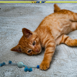 Pom Pom Pounce Cat Toy