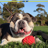 Twisted Chews Heavy-Duty Webbing Tug Dog Toy