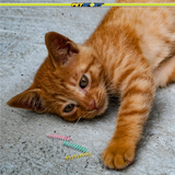 Cat Springs Cat Toy, 8-Pack