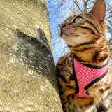 Comfort Soft Adjustable Cat Harness with 6' Leash