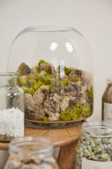 Oliver Glass Terrariums By Accent Decor