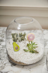 Oliver Glass Terrariums By Accent Decor