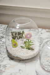 Oliver Glass Terrariums By Accent Decor