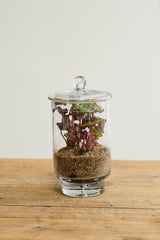 Asteridge Terrariums By Accent Decor