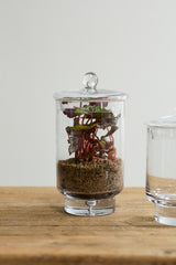 Asteridge Terrariums By Accent Decor