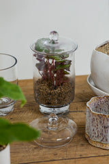 Asteridge Terrariums By Accent Decor