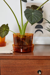 Glass with Saucer Pots By Accent Decor