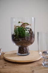 Reservoir Footed Glass Terrariums By Accent Decor