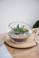 Dynamic Glass Terrarium By Accent Decor