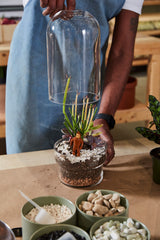 Griffith Footed Glass Terrariums By Accent Decor