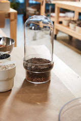 Griffith Footed Glass Terrariums By Accent Decor