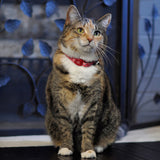 Safe Cat Adjustable Breakaway Cat Collar with Magnetic Buckle