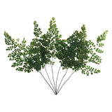 Vickerman 6-10" Oasis Green Adiantum Fern, Preserved, 6-10"