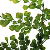 Vickerman 6-10" Oasis Green Adiantum Fern, Preserved
