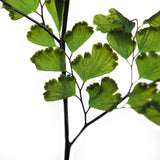 Vickerman 6-10" Oasis Green Adiantum Fern, Preserved