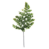 Vickerman 6-10" Oasis Green Adiantum Fern, Preserved