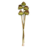 Vickerman Natural Dried Artichoke Head attached to a Reed Stem, Dried, Basil