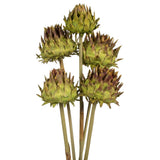 Vickerman Natural Dried Artichoke Head attached to a Reed Stem, Dried