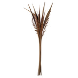 Vickerman 36-40" Bahia Spears with Seeds, Dried, 18 Pack, 36-40"
