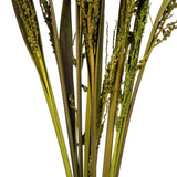 Vickerman 36-40" Bahia Spears with Seeds, Dried, 9 Pack