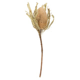 Vickerman 12" Natural Jumbo Banksia Flower with Stem, Natural