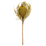 Vickerman 12" Natural Jumbo Banksia Flower with Stem, Basil